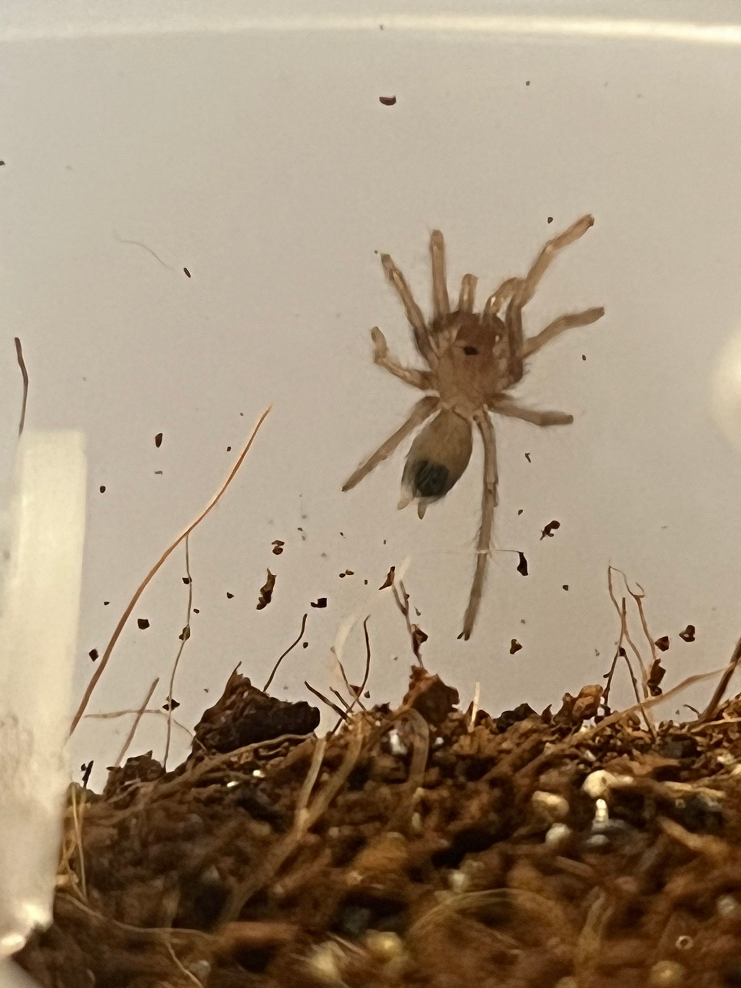 Aphonopelma Chalcodes (Arizona Blonde)