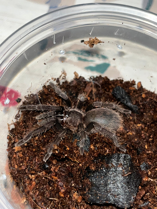 Selenocosmia Javanensis (Java Yellow Knee)