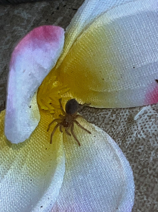 Aphonopelma Hentzi (Oklahoma Brown)