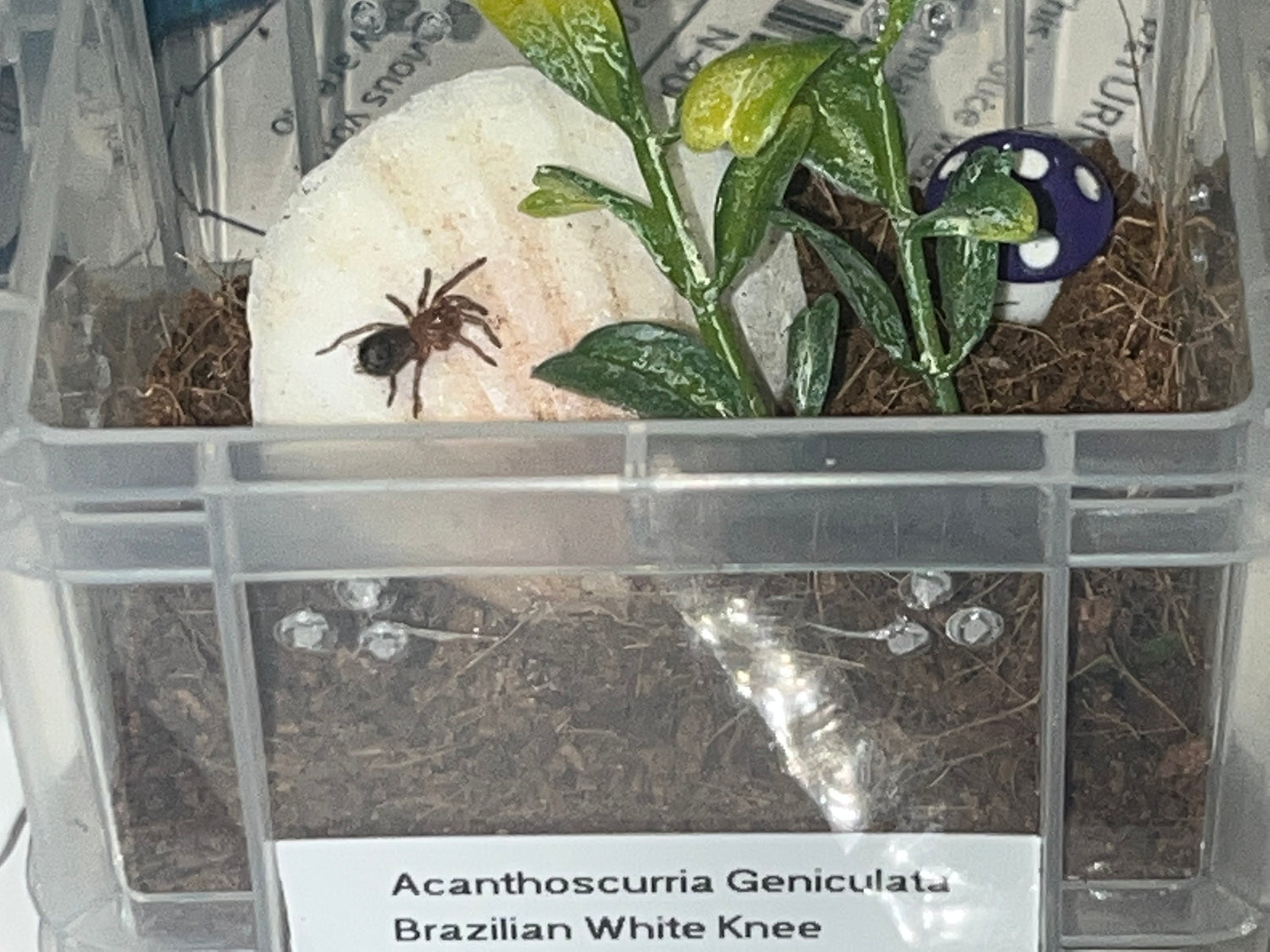 Webbed Wonders' Terrestrials