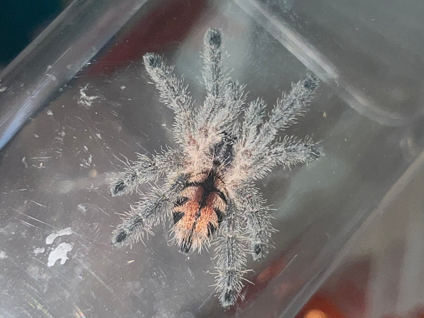 Avicularia Merianae (Peruvian Pink-Toe)