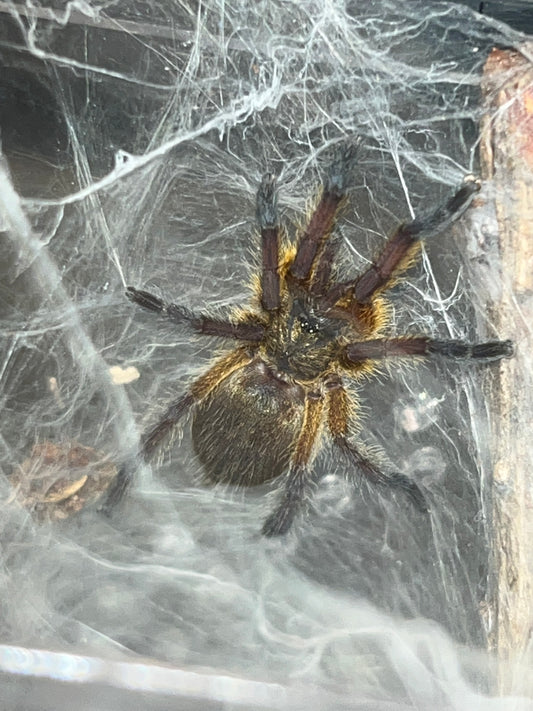 Harpactira Pulchripes (Golden Blue-Legged Baboon)