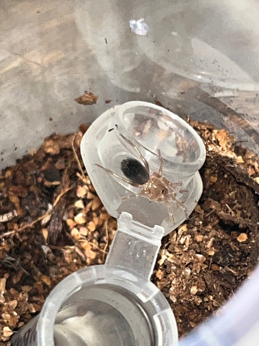 Brachypelma Albiceps (Mexican Golden Red-Rump)