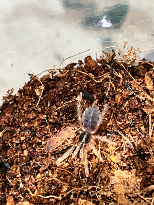 Davus sp Panama (Lava Tarantula)