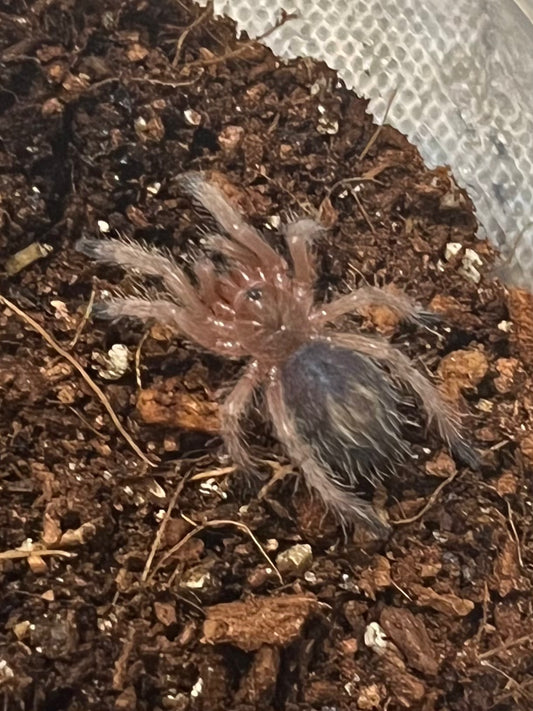 Peruvian Red Rump Webbed Wonders' Arboreals – The Creep Inn Family