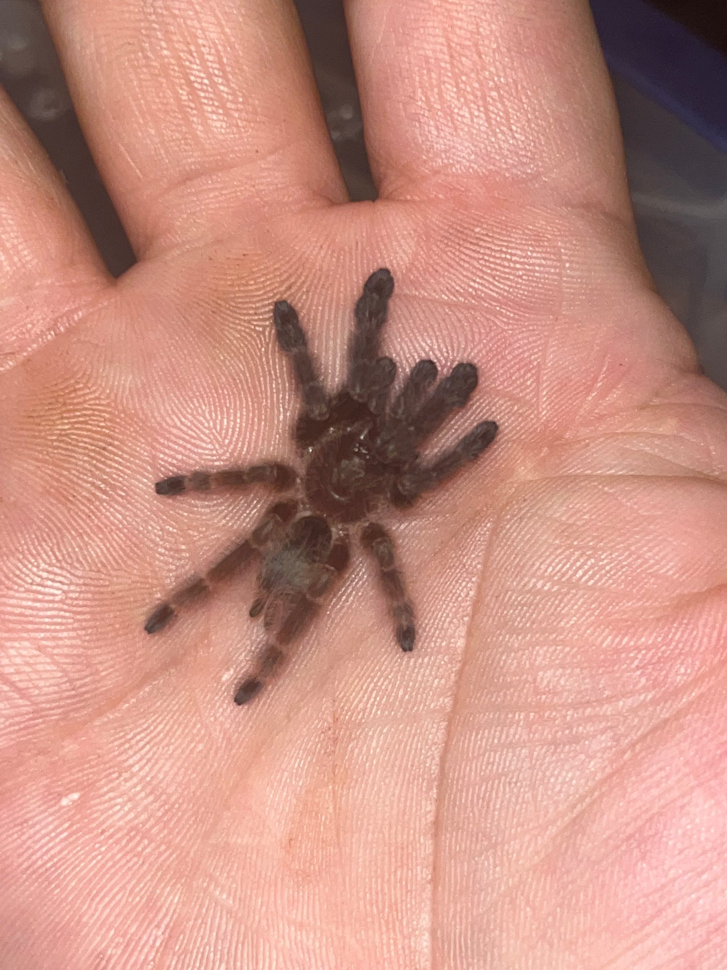 Psalmopoeus Victori (Darth Maul)