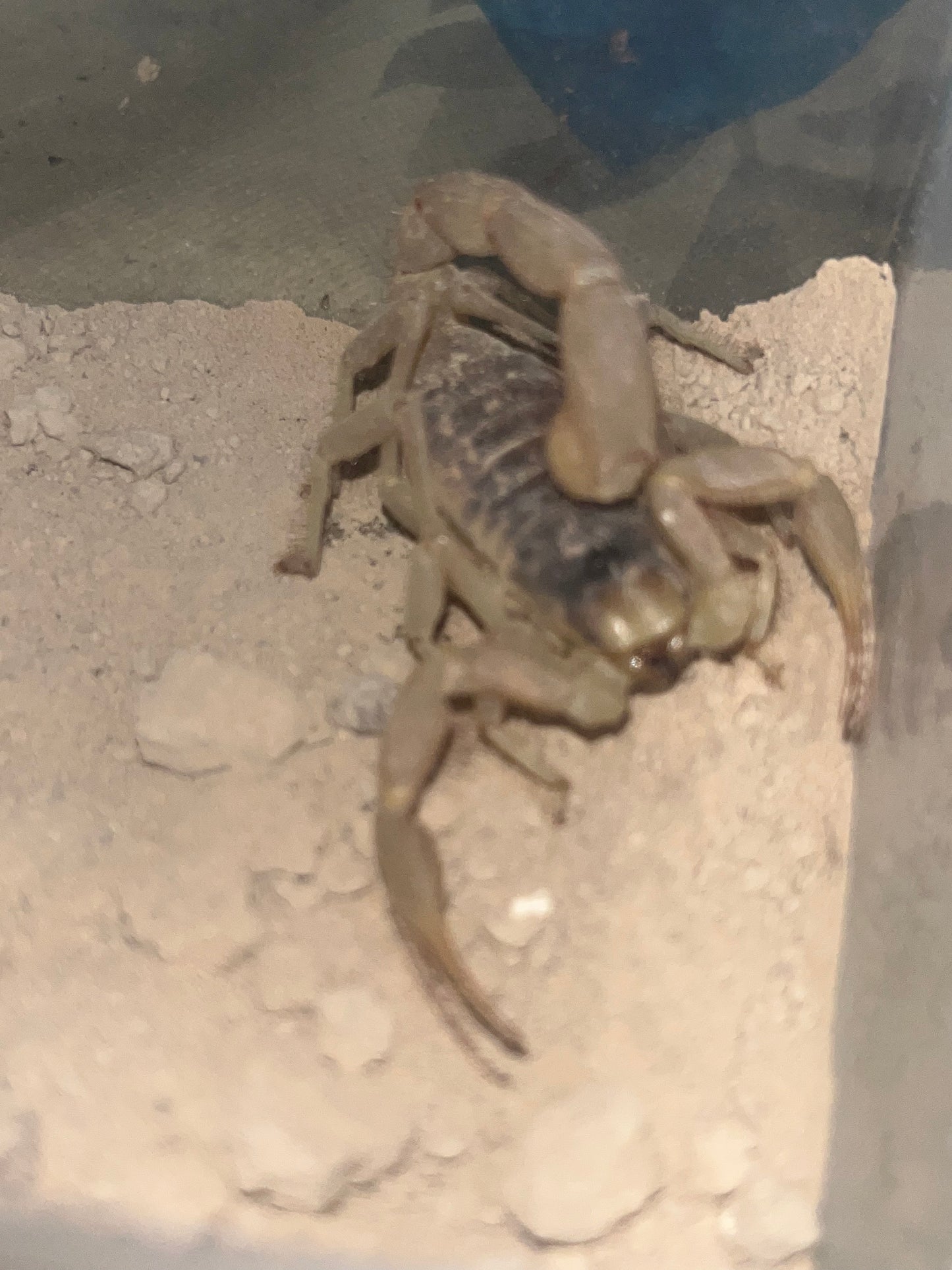 Hadrurus Arizonensis (Desert Hairy Scorpion)