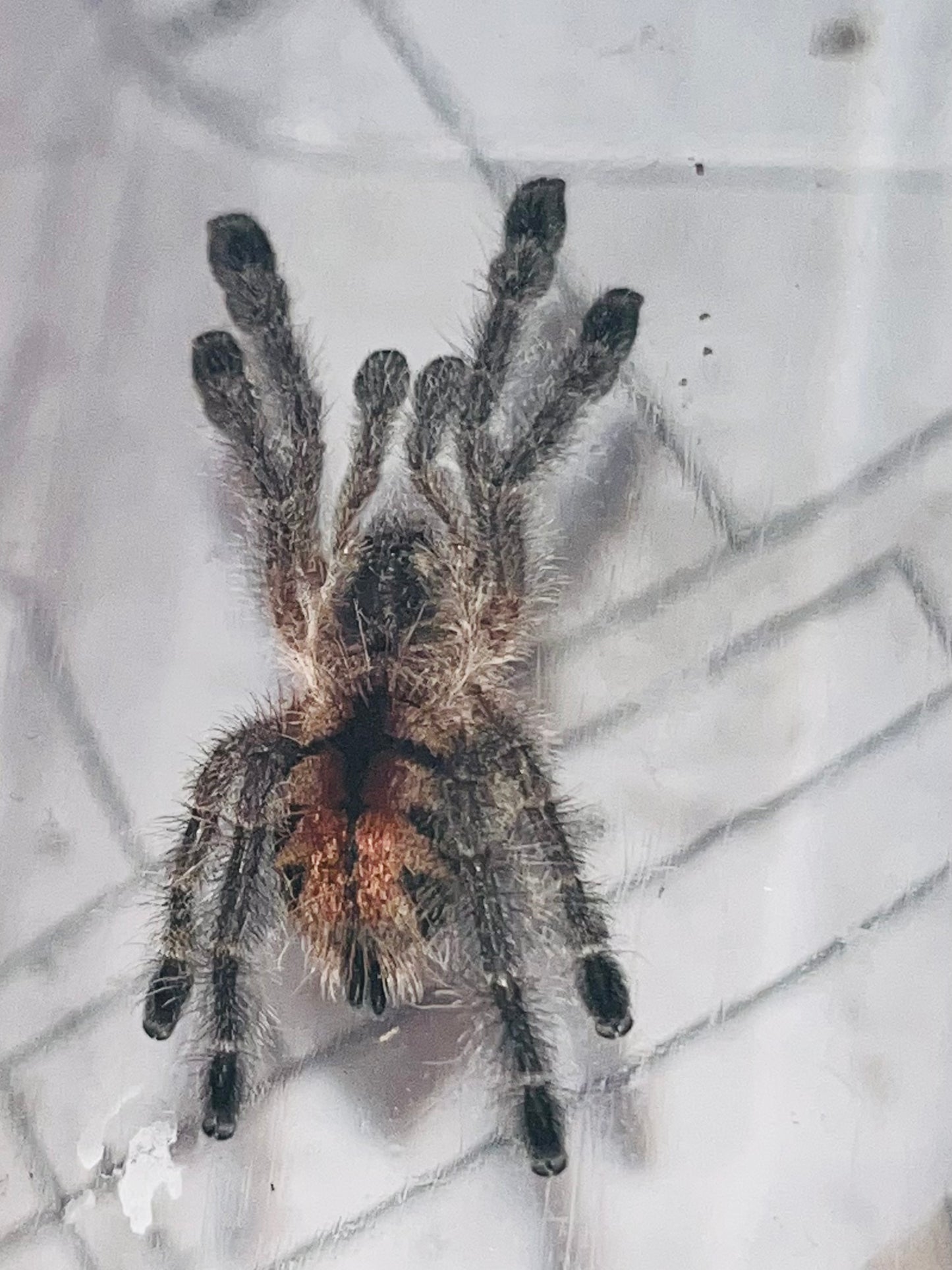 Avicularia Merianae (Peruvian Pink-Toe)