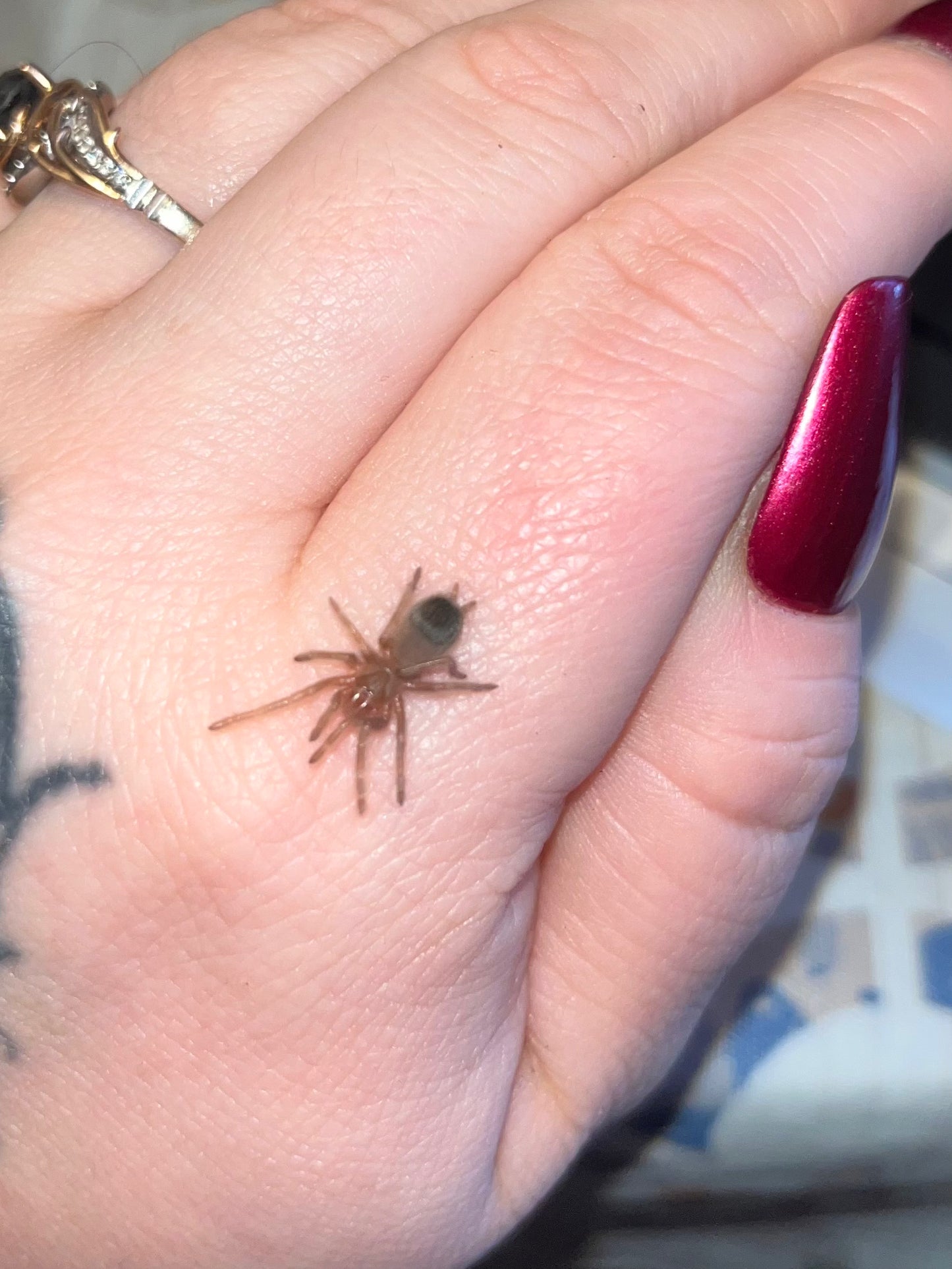 Nhandu Tripeppi (Brazilian Giant Blonde)