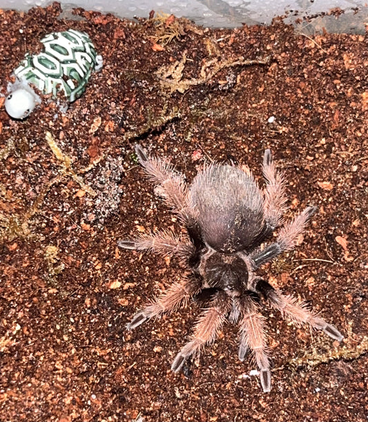 Brachypelma Klaasi (Mexican Pink)