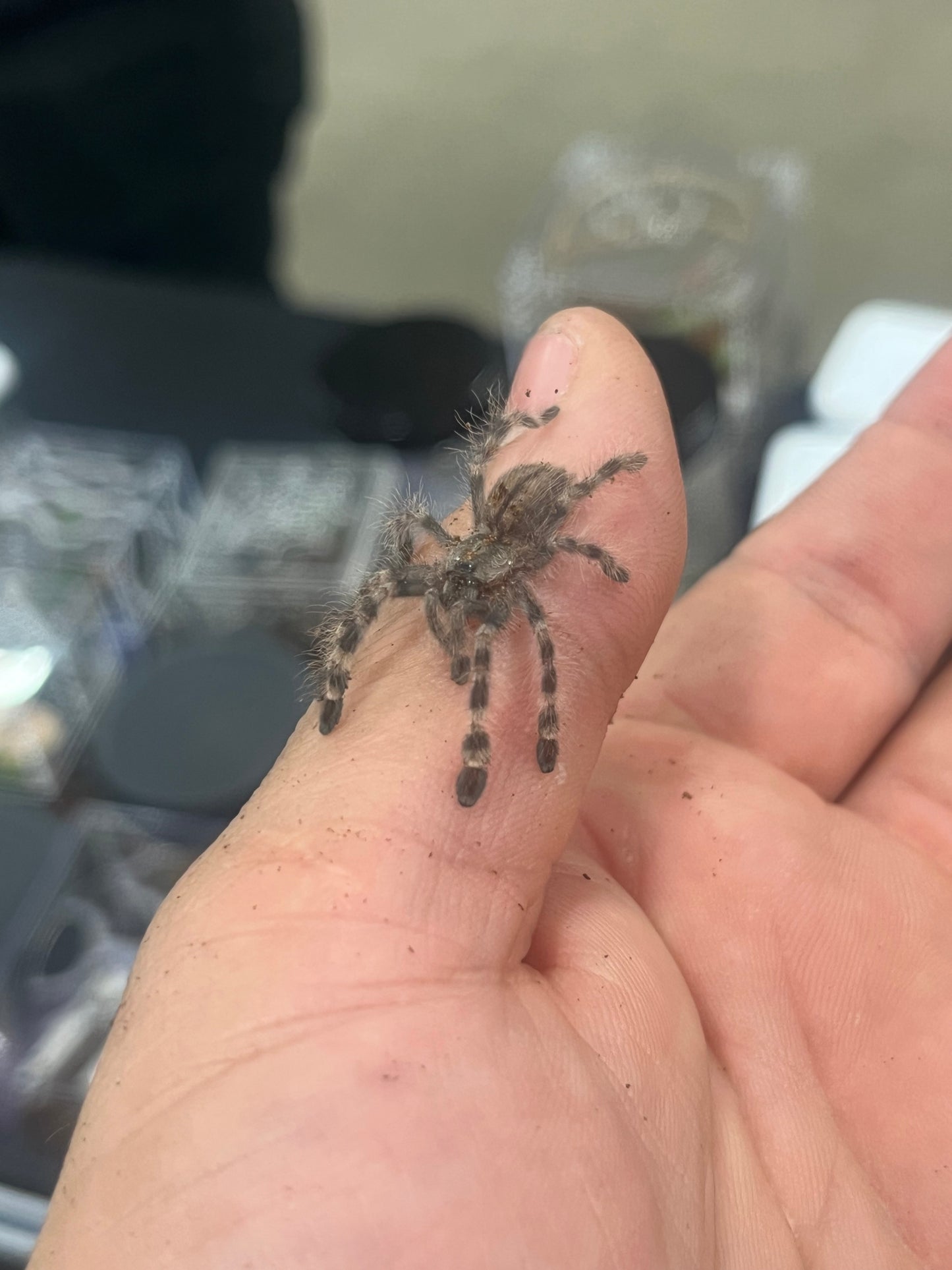 Poecilotheria Formosa (Salem Ornamental)