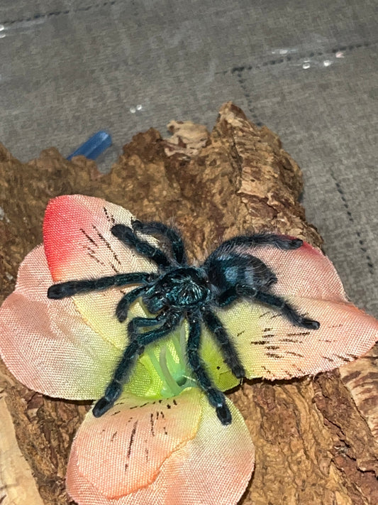 Caribena Versicolor (Antilles Pinktoe)