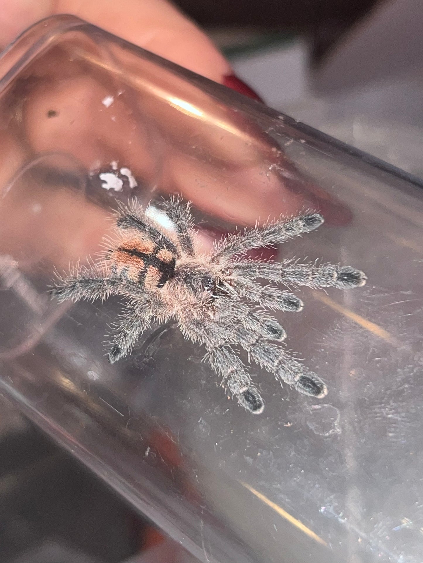 Avicularia Merianae (Peruvian Pink-Toe)